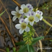 Limnophila aquatica (Roxb.) Alston